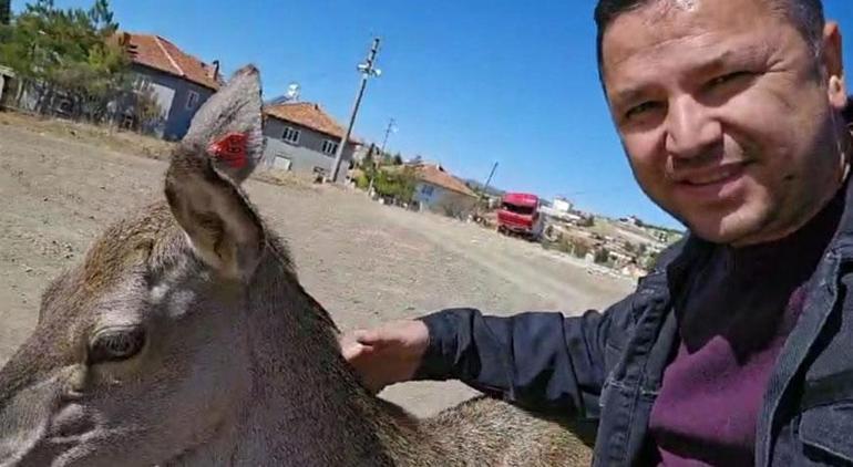 İnanılmaz an Kızıl geyik köye indi