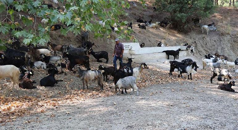 Çobanların kabusu oldu Bir yılda 110 hayvanım gitti, canımıza tak etti