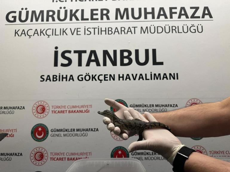 Sabiha Gökçen Havalimanı’nda operasyon: 17 yavru timsah ve 10 yavru kertenkele ele geçirildi