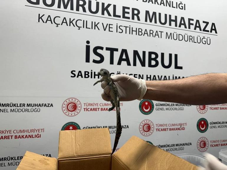 Sabiha Gökçen Havalimanı’nda operasyon: 17 yavru timsah ve 10 yavru kertenkele ele geçirildi