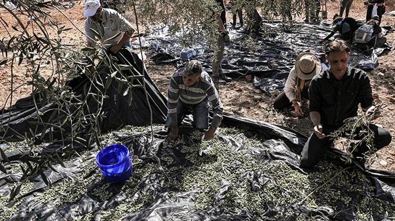 İsrailliler asırlık yüzlerce zeytin ağacını kesti