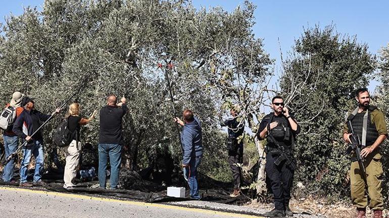 İsrailliler asırlık yüzlerce zeytin ağacını kesti