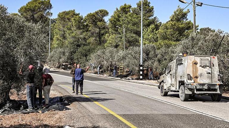 İsrailliler asırlık yüzlerce zeytin ağacını kesti