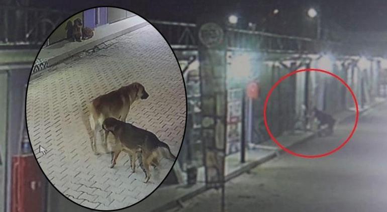 Hatayda dehşete düşüren görüntü 3 köpeğe parçalattı