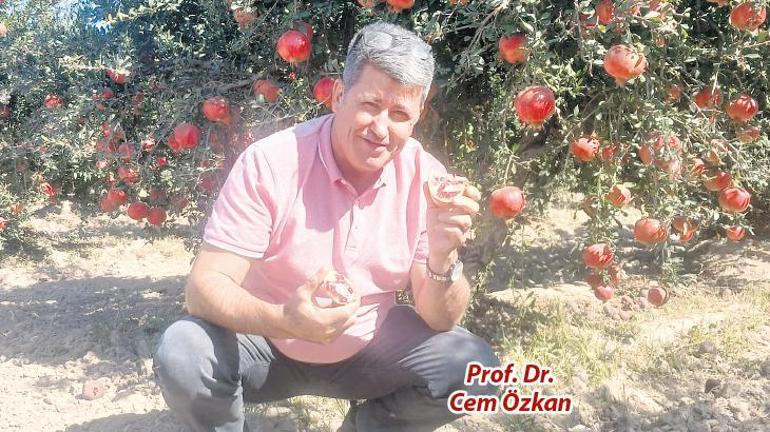 Nardaki pestisiti böcekler temizledi