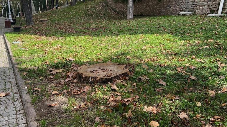 Gülhane ve Gezi Parkındaki 50 ağaç İBB tarafından kesildi