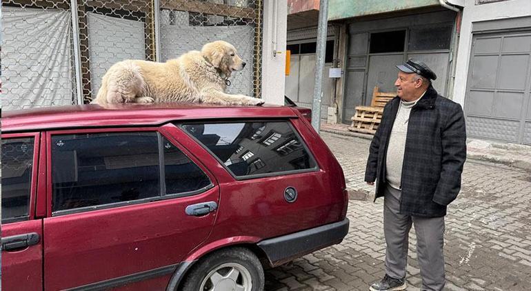 Binnaz’ı gören inanamıyor 4 yıldır otomobilin ön kaputunda geziyor