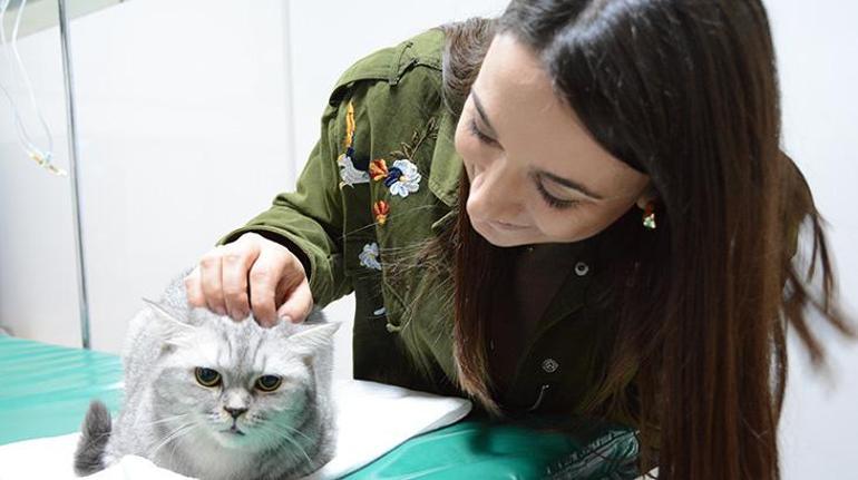 Sürekli hapşıran kedi Türkiyede bir ilk oldu