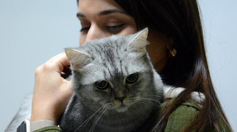 Sürekli hapşıran kedi Türkiyede bir ilk oldu