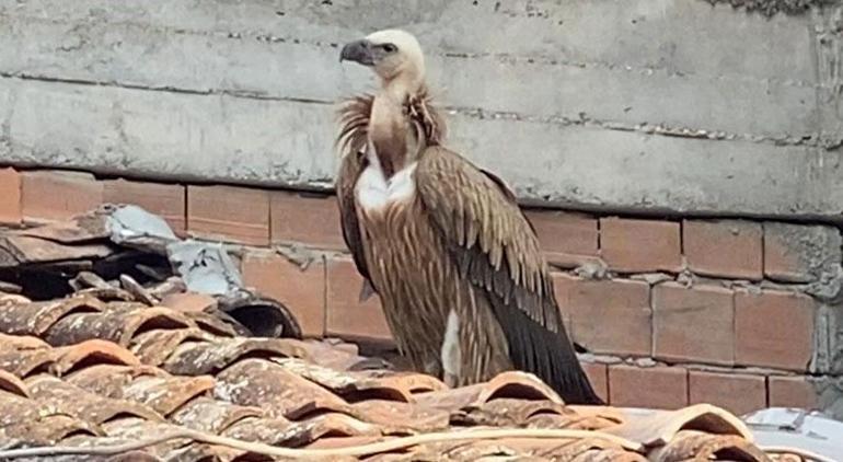 Çatıda gören şoke oldu Serpme ağ ile yakalandı