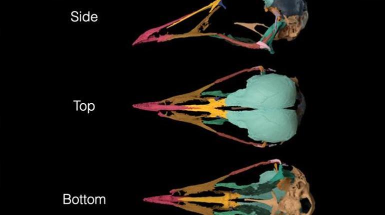 Bu kuş fosili 70 milyon yıllık sırrı aydınlatıyor