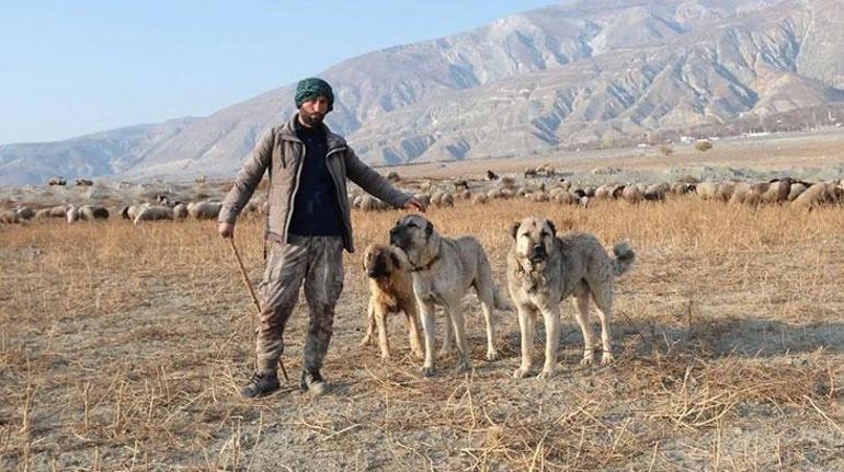 Çoban köpekleri ile kangal köpekleri arasındaki fark: Onlar olmadan hayvanlarımızı kurtlara karşı koruyamayız