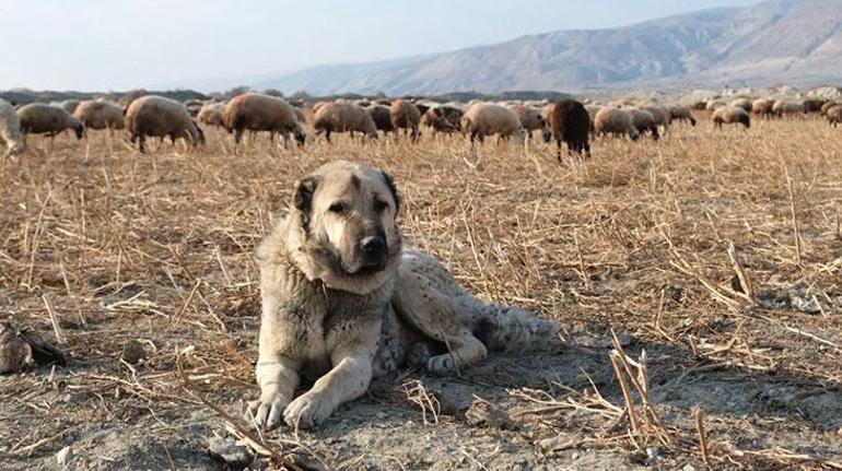 Çoban köpekleri ile kangal köpekleri arasındaki fark: Onlar olmadan hayvanlarımızı kurtlara karşı koruyamayız