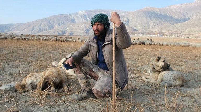 Çoban köpekleri ile kangal köpekleri arasındaki fark: Onlar olmadan hayvanlarımızı kurtlara karşı koruyamayız