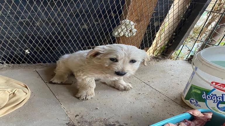 Antalyada korkunç olay Boş arazide anne köpek ile 2 yavrusu tüfekle vurulmuş halde bulundu