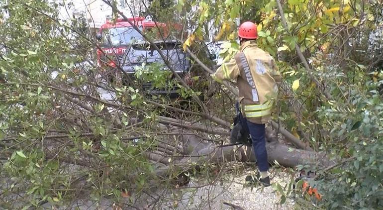 Bakırköyde şiddetli rüzgar 2 aracın üzerine ağaç devrildi