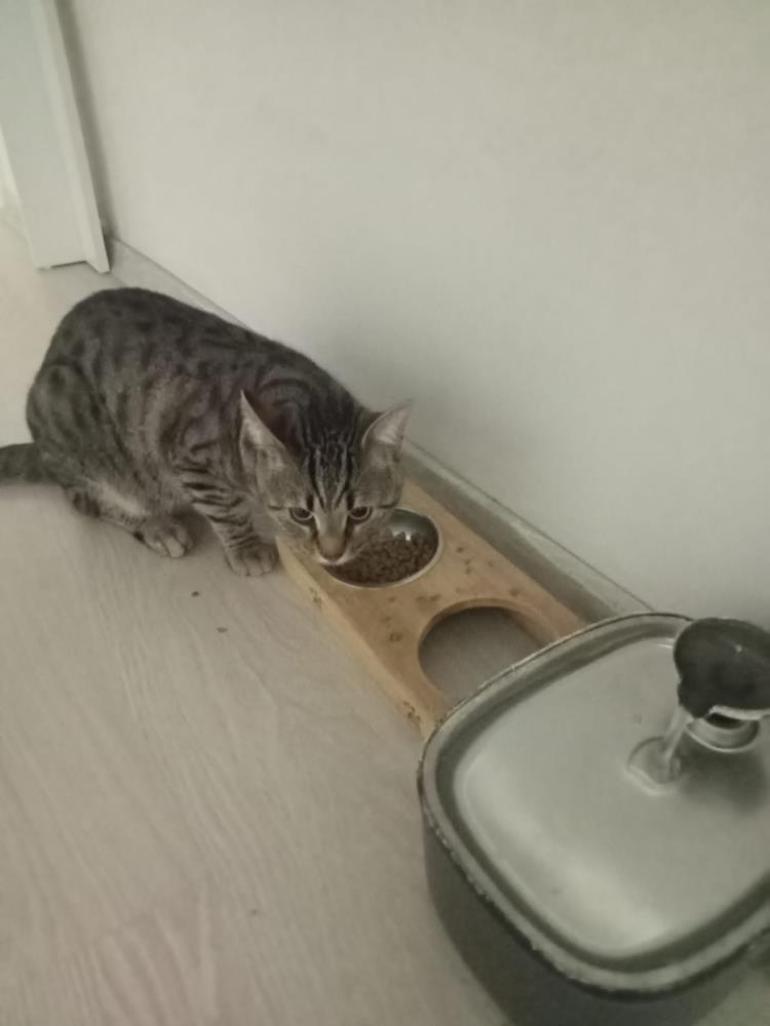 Ev sahibinden çivili sopayla saldırı Siz kedi mi besliyorsunuz