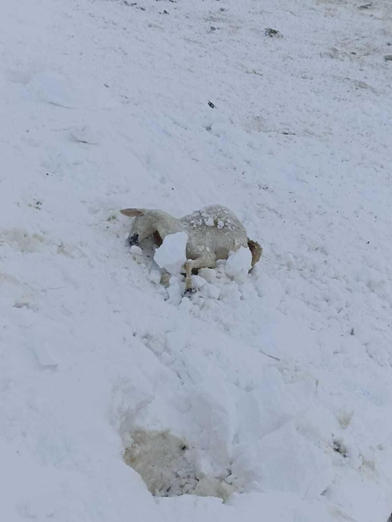 Kar yağışı ve tipiye yakalandılar: 100 koyun donarak öldü