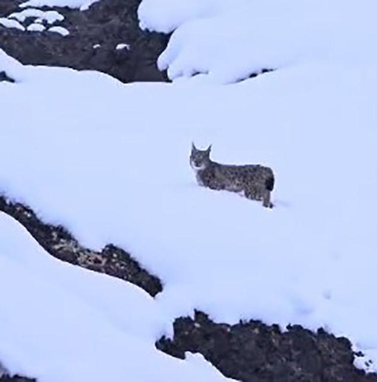 Yer: Tunceli Kırmızı listedeki vaşaklar böyle görüntülendi