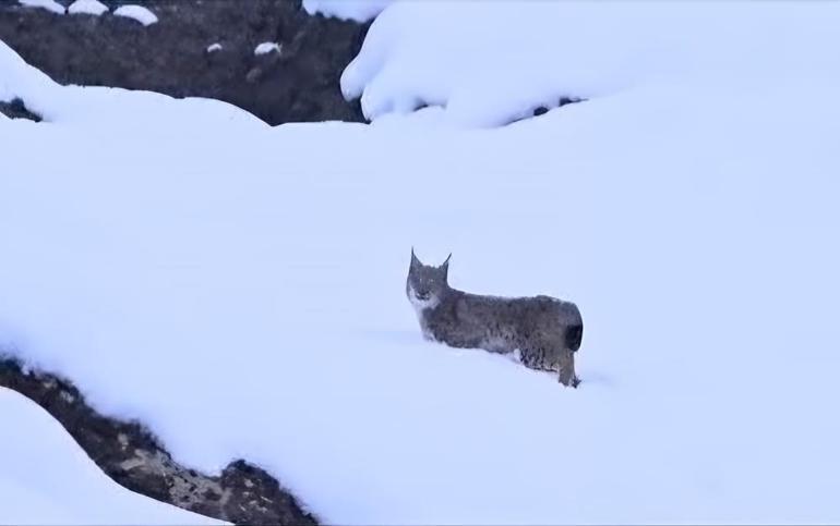 Yer: Tunceli Kırmızı listedeki vaşaklar böyle görüntülendi