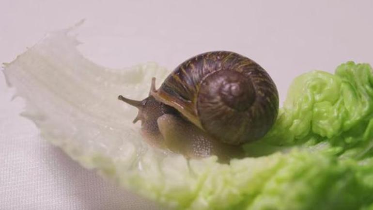 BBC devreye girdi, ölmeden önce eşini buldu Bilime ışık tutan yalnız salyangoz