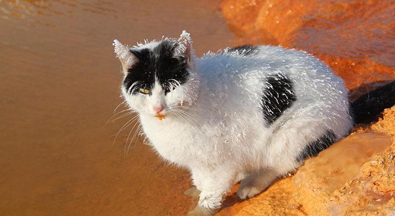 Burası Sibirya değil Sivas Kedi soğuktan dondu