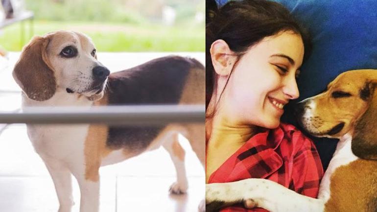 Hazal Kaya’dan ölen köpeği Sherlock için duygusal paylaşım