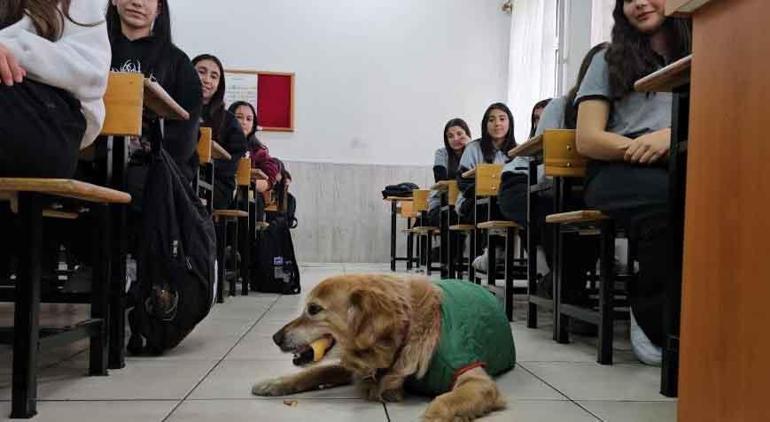 Müdür yardımcısının odasında dinleniyor, derse katılıyor Fındık için kenti ayağa kaldırıyoruz