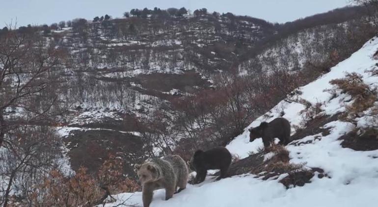 Yer: Tunceli Önce poz verdiler sonra kayboldular