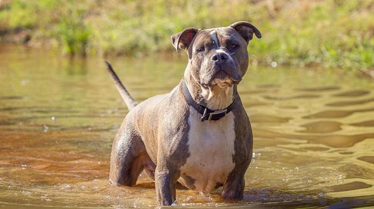 Kendi köpeklerine yem oldu Pitbullar dehşeti yaşattı