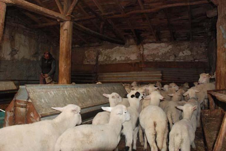 Kuzuların süt annesi çoban köpeği oldu: Hiçbirinde bir hastalık yok