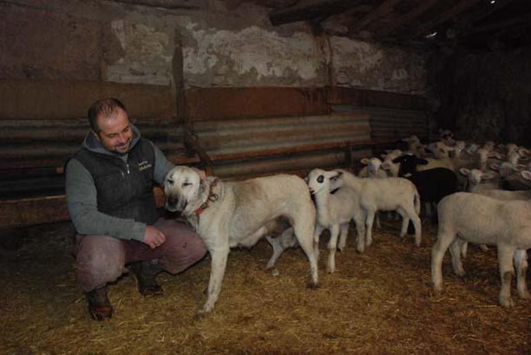 Kuzuların süt annesi çoban köpeği oldu: Hiçbirinde bir hastalık yok