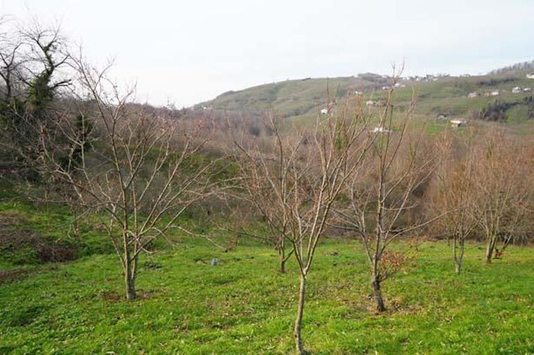 Türk bilim insanından ağaçlarının çürümesini engelleyen buluş