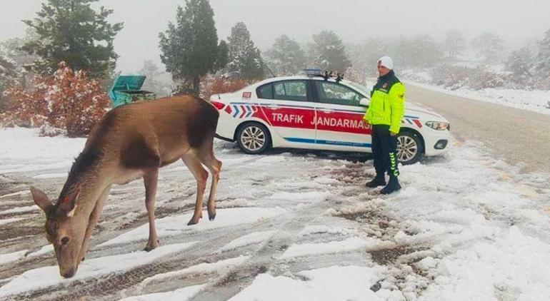 Salda Gölü çevresinde görüntülendi Kızıl geyikler kayda alındı