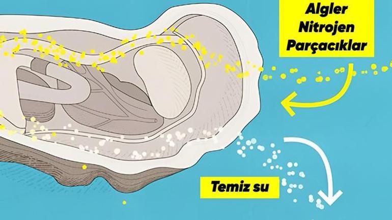 200 litre su depoluyor Sadece incisi değil, filtresi de var: Bir çırpıda tertemiz yaptı