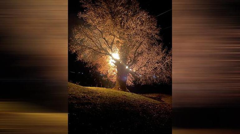 Tam 800 yıllık meşe ağacı alev alev yandı O anlar böyle fotoğraflandı