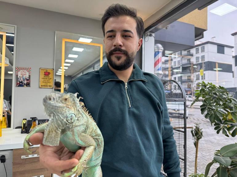 İguana ile tıraş Onun için kilometrelerce yol geliyorlar