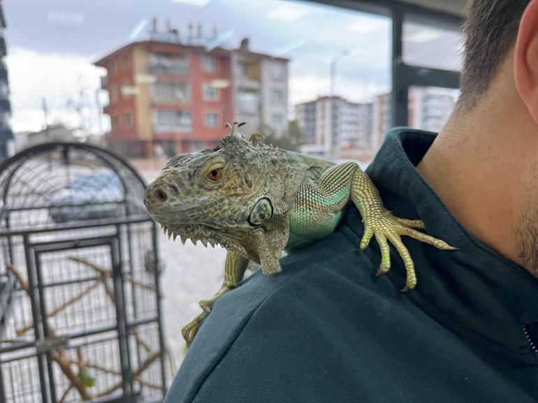 İguana ile tıraş Onun için kilometrelerce yol geliyorlar