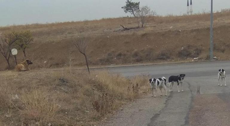 Ankarada başıboş köpekler dehşet saçtı Çaresiz adamı defalarca ısırdılar