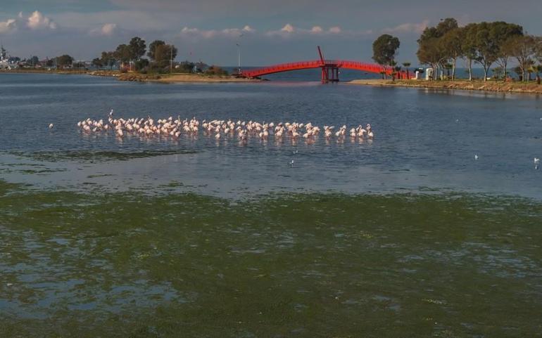 İzmir Körfezinde deniz yosunu tabakası