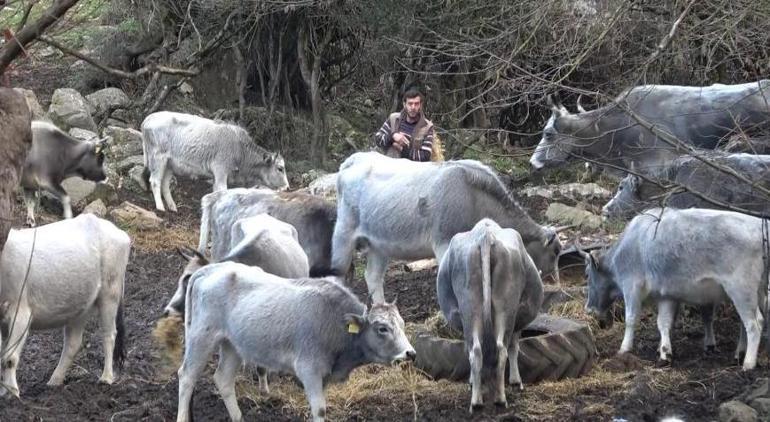 Soyları 750 yıllık Devlet tarafından gen projesi içine alınan hayvanlara korkunç tuzak