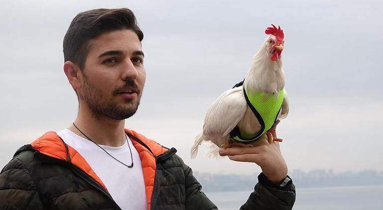 Denizden sahiplendi Önce martı sandık ama tavukmuş