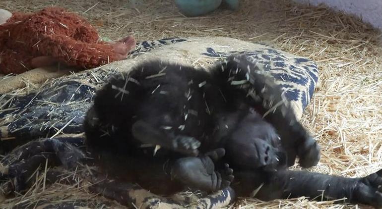 Yavru goril Zeytin ülkesine dönecek mi İşte son görüntüsü...