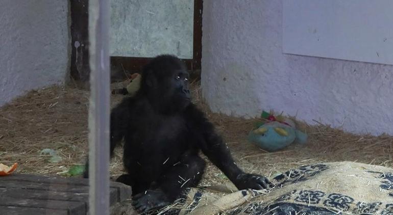 Yavru goril Zeytin ülkesine dönecek mi İşte son görüntüsü...