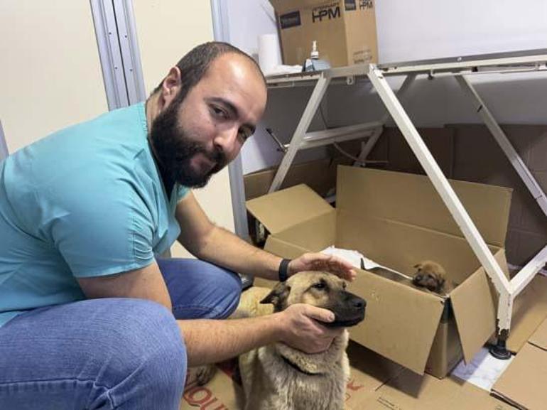 İstanbulda sahipsiz köpek ölmek üzere olan yavrusunu veterinere getirdi