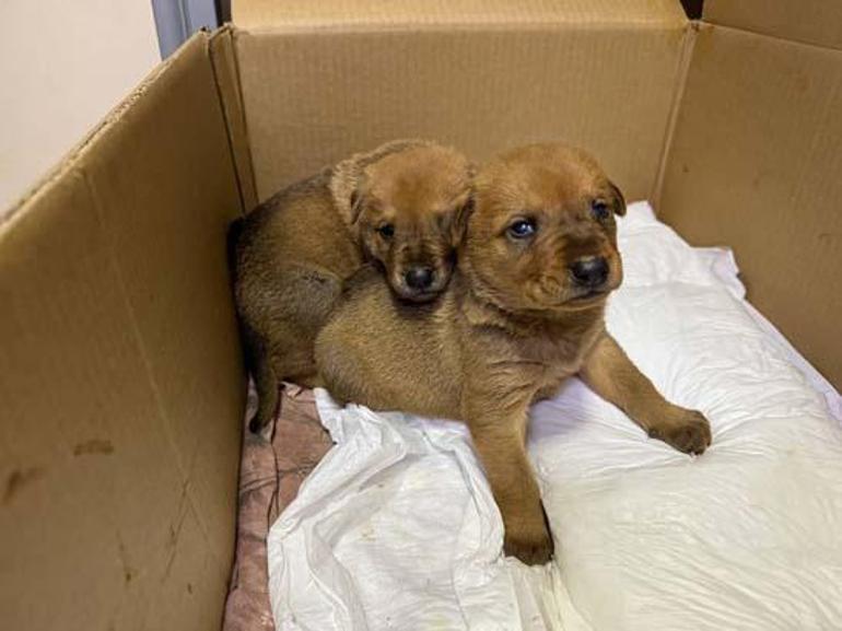 İstanbulda sahipsiz köpek ölmek üzere olan yavrusunu veterinere getirdi