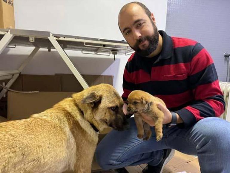 İstanbulda sahipsiz köpek ölmek üzere olan yavrusunu veterinere getirdi