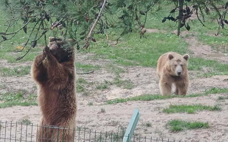 Köylerdeki camilerden anonslar yapılıyor İlçede firari ayı alarmı