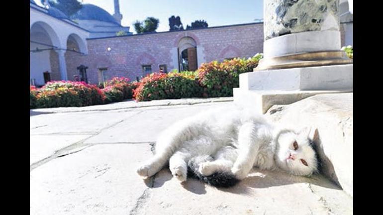 Medrese Davutpaşa: Beş asırlık eğitim yuvası