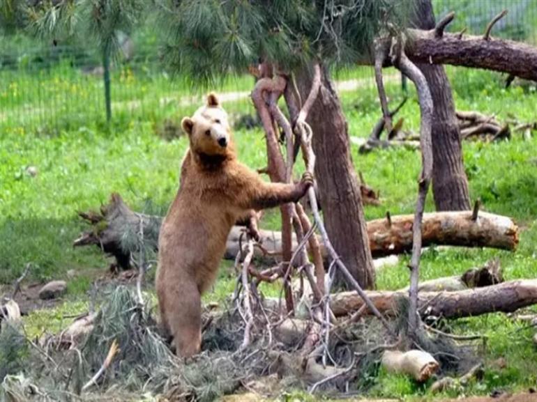 3 gündür yemlerle ve tuzaklarla aranıyor: Hiçbir ize rastlamadı